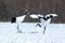 Dancing red crowned cranes grus japonensis with open wings on snowy meadow, mating dance ritual, winter, Hokkaido, Japan,