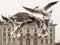 Dancing seagulls at Nymphenburg palace