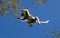 Dancing Sifaka in flight on blue sky background. Madagascar.