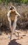 Dancing Sifaka is on the ground. Funny picture. Madagascar.