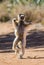Dancing Sifaka is on the ground. Funny picture. Madagascar.