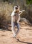 Dancing Sifaka is on the ground. Funny picture. Madagascar.