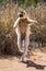 Dancing Sifaka is on the ground. Funny picture. Madagascar.