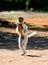 Dancing Sifaka is on the ground. Funny picture. Madagascar.