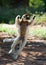 Dancing Sifaka is on the ground. Funny picture. Madagascar.