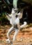 Dancing Sifaka is on the ground. Funny picture. Madagascar.