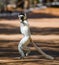 Dancing Sifaka is on the ground. Funny picture. Madagascar.