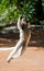 Dancing Sifaka is jumping. Madagascar.