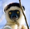 Dancing Sifaka. Portrait. close-up. Madagascar.