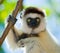 Dancing Sifaka. Portrait. close-up. Madagascar.