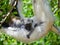 Dancing Sifaka sitting on a tree. Madagascar.