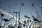 Dancing Silhouettes: White Daisy Flowers Embracing the Colorful Skies