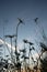 Dancing Silhouettes: White Daisy Flowers Embracing the Colorful Skies