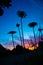 Dancing Silhouettes: White Daisy Flowers Embracing the Colorful Skies