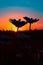 Dancing Silhouettes: White Daisy Flowers Embracing the Colorful Skies