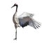 Dancing single japanese crane on white