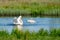 Dancing swan with flapping wings on blue lake water in sunny day. Water splashes fly around. two animals, nature series