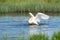 Dancing swan with flapping wings on blue lake water in sunny day. Water splashes fly around. Young swans in the