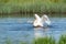Dancing swan with flapping wings on blue lake water in sunny day. Water splashes fly around. Young swans in the