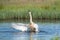 Dancing swan with flapping wings on blue lake water in sunny day. Water splashes fly around. Young swans in the