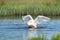 Dancing swan with flapping wings on blue lake water in sunny day. Water splashes fly around. Young swans in the