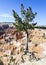 Dancing Tree, Bryce National Park, Utah