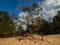 Dancing tree growing on sand dune in the former military training ground. Poland