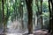 Dancing trees in Speulderbos in the Netherlands