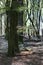 Dancing trees in Speulderbos in the Netherlands