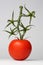 Dancing twig tomato