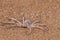 Dancing White Lady Spider at the namib desert