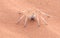 Dancing White Lady Spider, Namibia, Africa