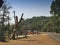 Dandeli forest and road passing through the trees of Dandeli forest, Karnataka, India