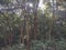 Dandeli forest and road passing through the trees of Dandeli forest, Karnataka, India