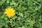 Dandeliion flower and Clovers blooming in lawn