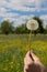 Dandelion