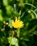 Dandelion abstract background