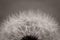 Dandelion abstract monochrome background