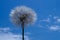 Dandelion against a blue sky with white clouds