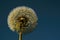 dandelion against cloudless blue sky