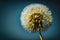 dandelion against cloudless blue sky