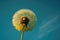 dandelion against cloudless blue sky