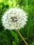 Dandelion against green background