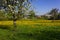 dandelion and apple tree blossoming blue sky