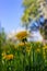 dandelion and apple tree blossoming blue sky