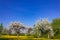 dandelion and apple tree blossoming blue sky