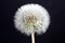 Dandelion as a detail photographed in high resolution and sharp