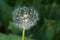 Dandelion as a detail photographed in high resolution and sharp