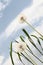 Dandelion background blue sky