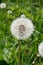 Dandelion on a background of a green grassy meadow